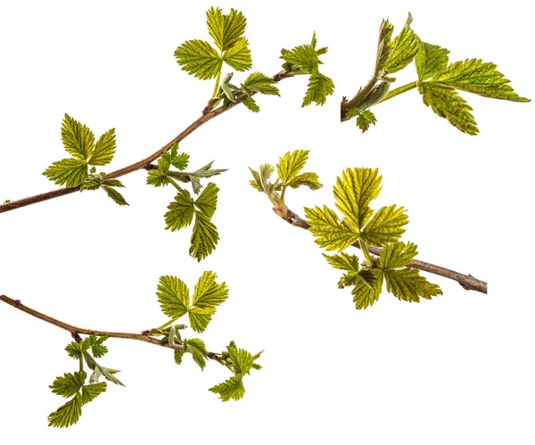 Arbusto de framboesa com folhas verdes jovens. isolado em branco — Fotografia de Stock