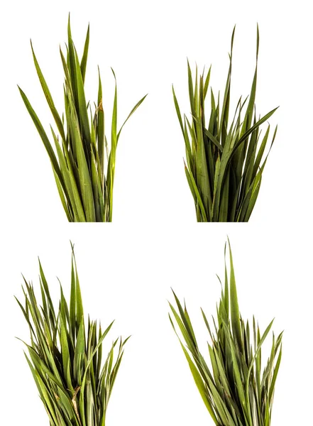 Bunch of young green grass. isolated on white — Stock Photo, Image