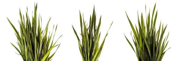 Bunch of young green grass. isolated on white — Stock Photo, Image