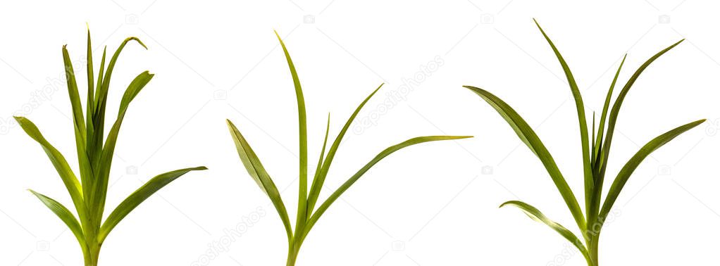 young sprouts of daylily flowers. green leaves. isolated on whit