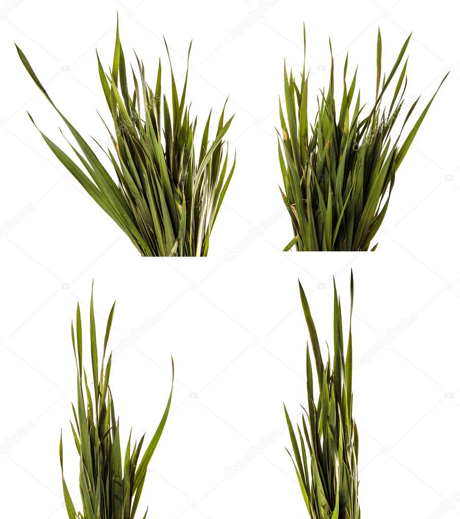 bunch of young green grass. isolated on white