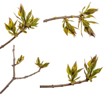 genç yeşil yaprakları ile leylak çalı dalı. beyaz izole