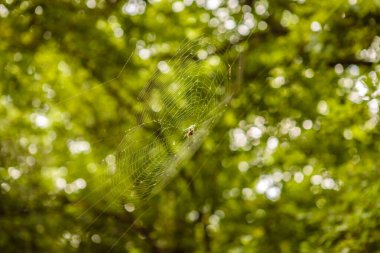Ağda meşe örümceği haçı. yakın plan.