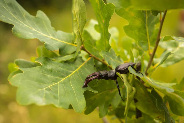 Varkenskever Een Eiken Tak Met Groene Bladeren Close — Stockfoto