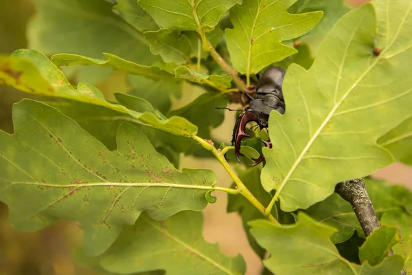 Stag Beetle Oak Branch Green Leaves Close — Stock Photo, Image