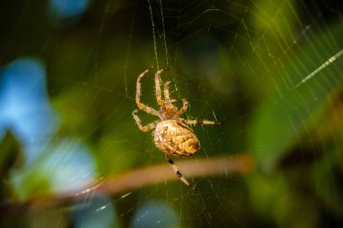 Bahçede yeşil filizler üzerinde örümcek haçı