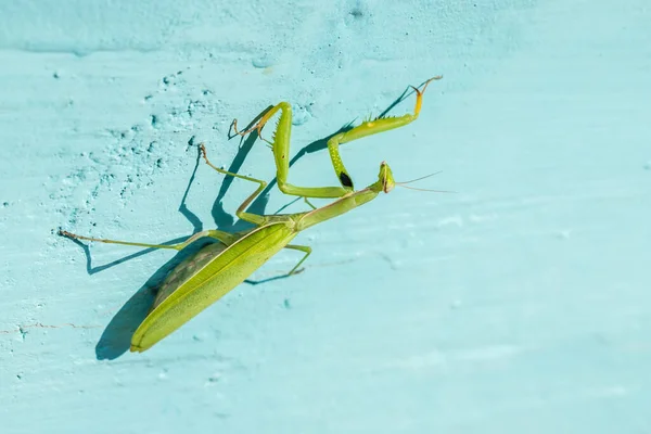 Mantis Συνηθισμένο Μπλε Φόντο Κοντινό Πλάνο — Φωτογραφία Αρχείου