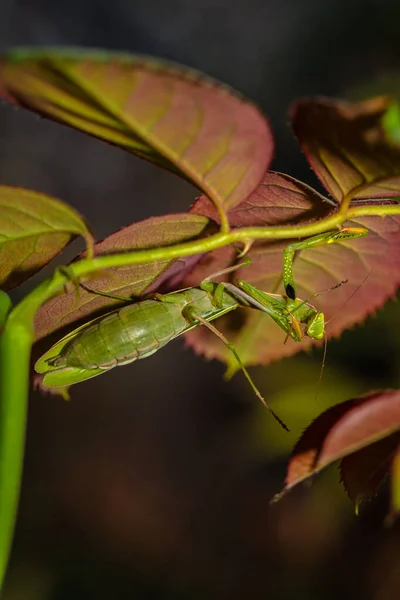 Mantis Ordinary Bush Green Leaves Close — Stock Photo, Image