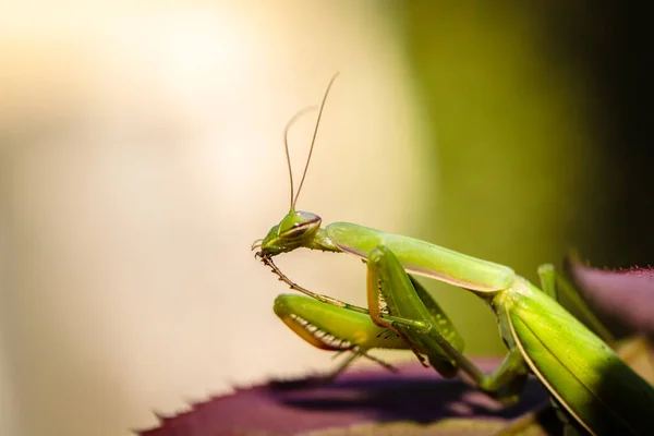 Mantis Συνηθισμένο Στο Θάμνο Πράσινα Φύλλα Κοντινό Πλάνο — Φωτογραφία Αρχείου
