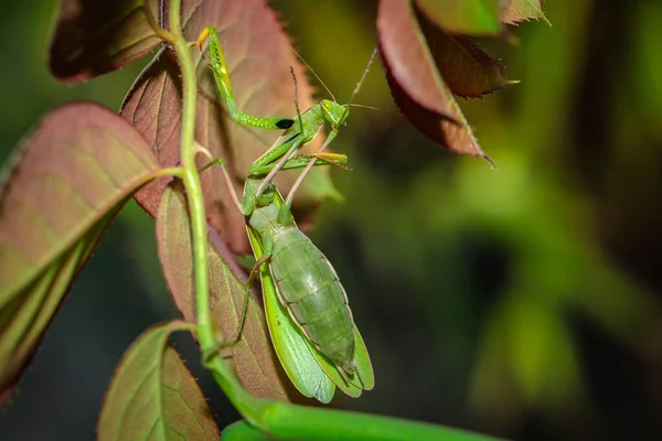 Mantis Ordinary Bush Green Leaves Close — Stock Photo, Image