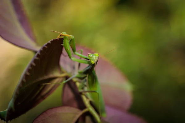 Mantis Ordinary Bush Green Leaves Close — Stock Photo, Image