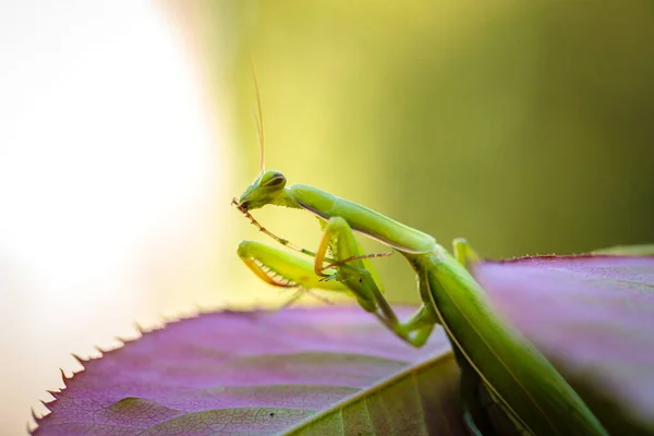 Mantis Ordinary Bush Green Leaves Close — Stock Photo, Image