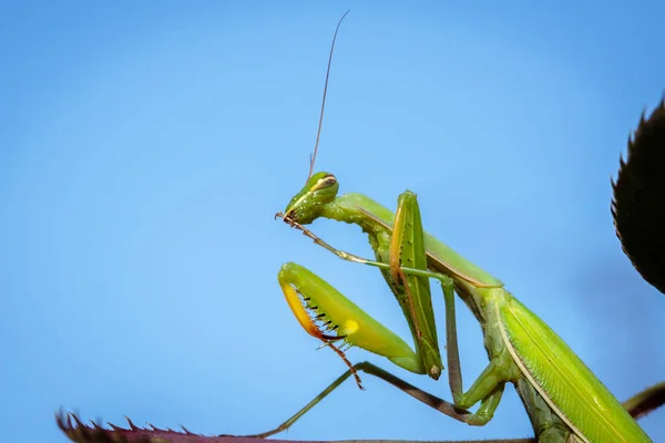 Mantis Συνηθισμένο Στο Θάμνο Πράσινα Φύλλα Κοντινό Πλάνο — Φωτογραφία Αρχείου