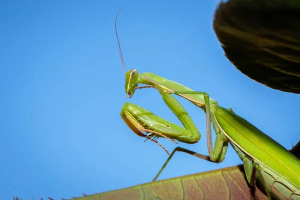 Mantis Συνηθισμένο Στο Θάμνο Πράσινα Φύλλα Κοντινό Πλάνο — Φωτογραφία Αρχείου