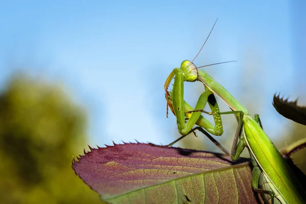 Mantis Συνηθισμένο Στο Θάμνο Πράσινα Φύλλα Κοντινό Πλάνο — Φωτογραφία Αρχείου