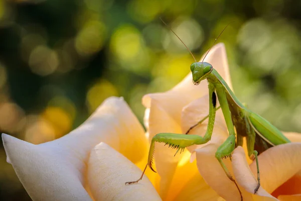 Mantis Ordinary Bush Green Leaves Close — Stock Photo, Image