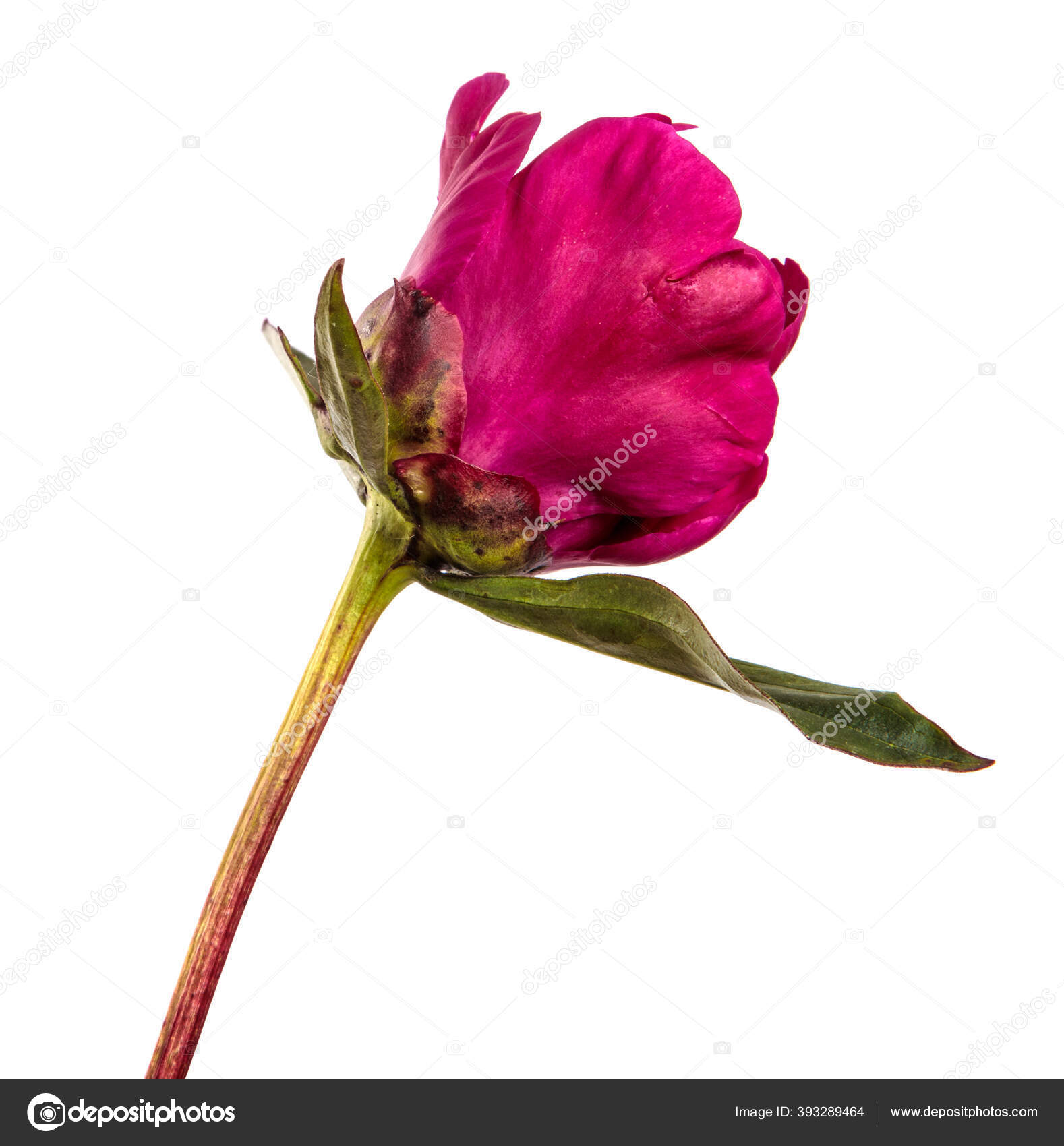白色背景的红花牡丹花 图库照片 C Toomler 白色背景的红花牡丹花 图库照片 C Toomler