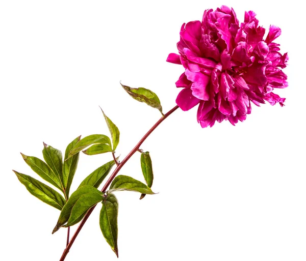 Flor Peonía Roja Sobre Fondo Blanco — Foto de Stock