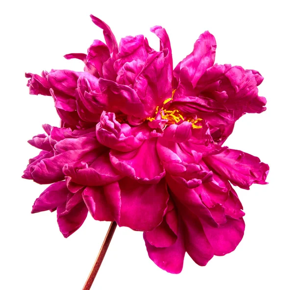 Flor Peonía Roja Sobre Fondo Blanco — Foto de Stock