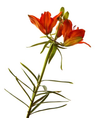 Beyaz arkaplanda portakal açan zambak çiçeği