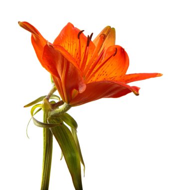 Beyaz arkaplanda portakal açan zambak çiçeği