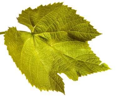 Beyaz arkaplanda yeşil asma yaprağı