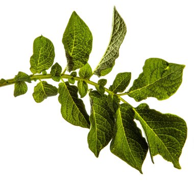 Beyaz arka planda yeşil patates yaprağı
