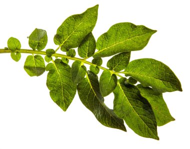 Beyaz arka planda yeşil patates yaprağı
