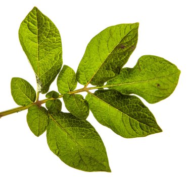 Beyaz arka planda yeşil patates yaprağı