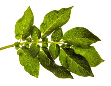 Beyaz arka planda yeşil patates yaprağı