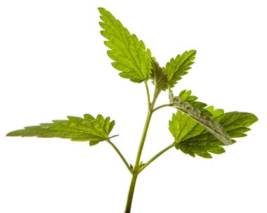 Beyaz arka planda yeşil limon merhemi.