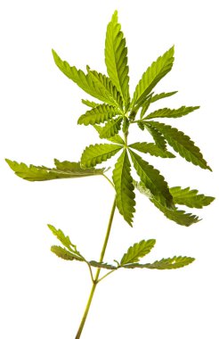 Beyaz arkaplanda yeşil kenevir filizi