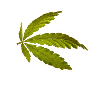 Beyaz arkaplanda yeşil kenevir filizi