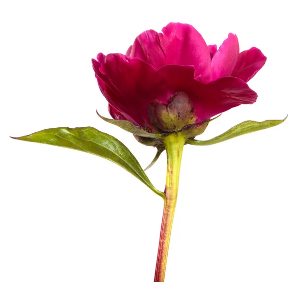 Flor Peonía Roja Sobre Fondo Blanco —  Fotos de Stock