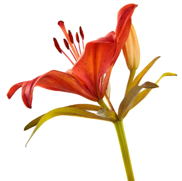 Oranžové Kvetoucí Lilie Květ Bílém Pozadí — Stock fotografie