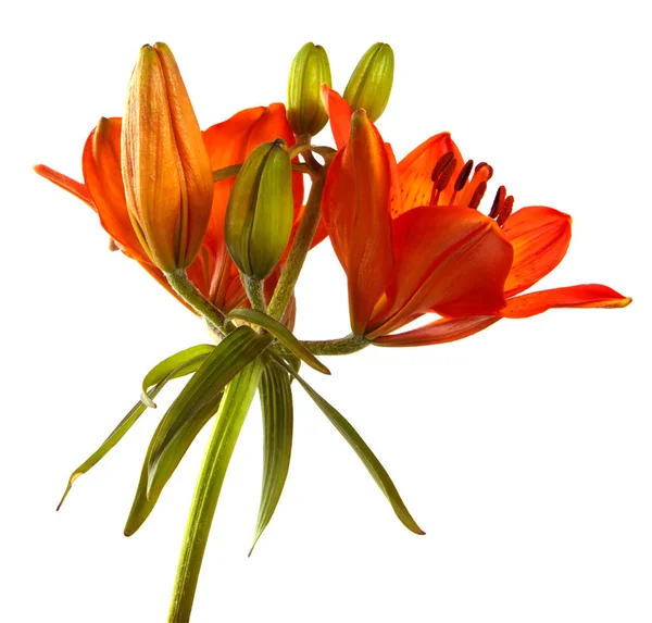 Oranžové Kvetoucí Lilie Květ Bílém Pozadí — Stock fotografie