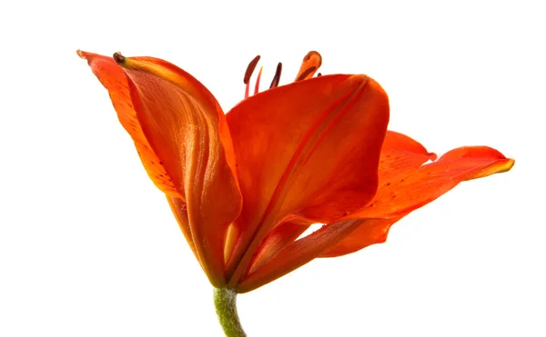 Ανθισμένο Λουλούδι Κρίνου Πορτοκαλί Λευκό Φόντο — Φωτογραφία Αρχείου