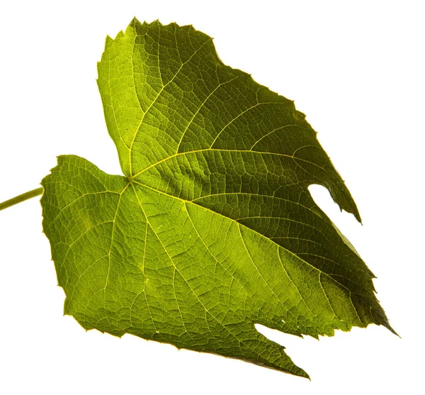 Green Vine Leaf White Background — Stock Photo, Image