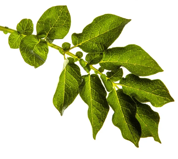 Πράσινο Φύλλο Θάμνου Πατάτας Λευκό Φόντο — Φωτογραφία Αρχείου