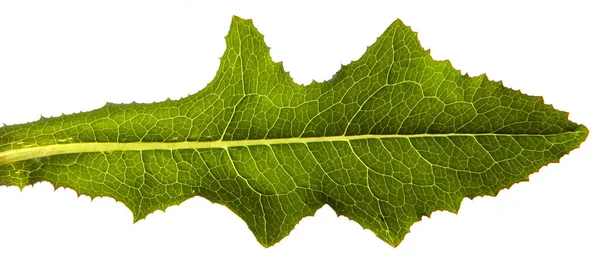 白い背景に共通のタンポポの緑の葉 — ストック写真