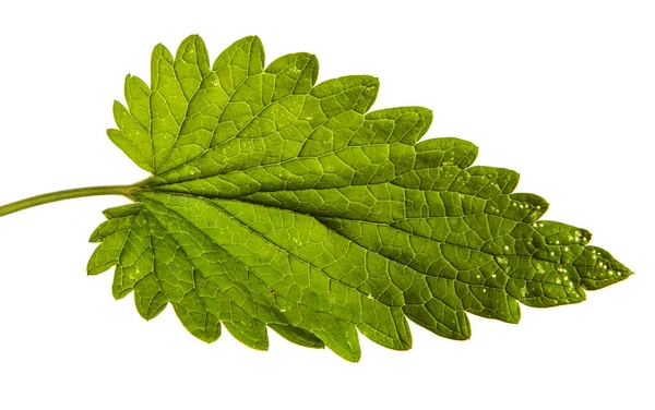 Brote Verde Menta Bálsamo Limón Sobre Fondo Blanco — Foto de Stock