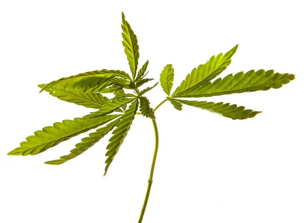 Broto Cannabis Verde Fundo Branco — Fotografia de Stock
