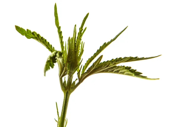 Germoglio Cannabis Verde Sfondo Bianco — Foto Stock