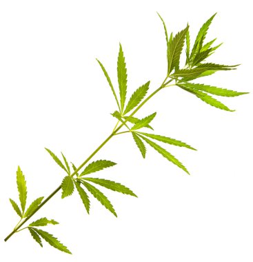 Beyaz arkaplanda yeşil kenevir yaprakları