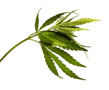 Beyaz arkaplanda yeşil kenevir yaprakları