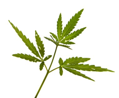 Beyaz arkaplanda yeşil kenevir yaprakları