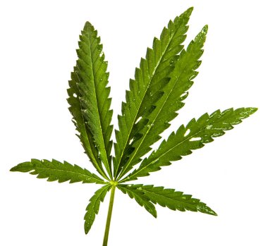 Beyaz arkaplanda yeşil kenevir yaprakları