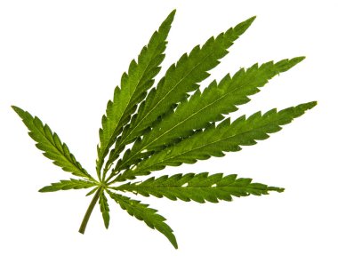 Beyaz arkaplanda yeşil kenevir yaprakları