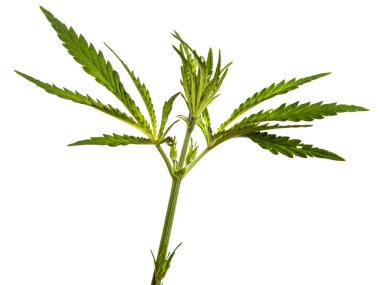 Beyaz arkaplanda yeşil kenevir yaprakları