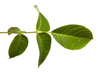 Beyaz arkaplanda yeşil ceviz yaprakları